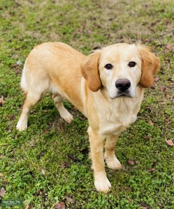 Southern Puppy Love Listing Image