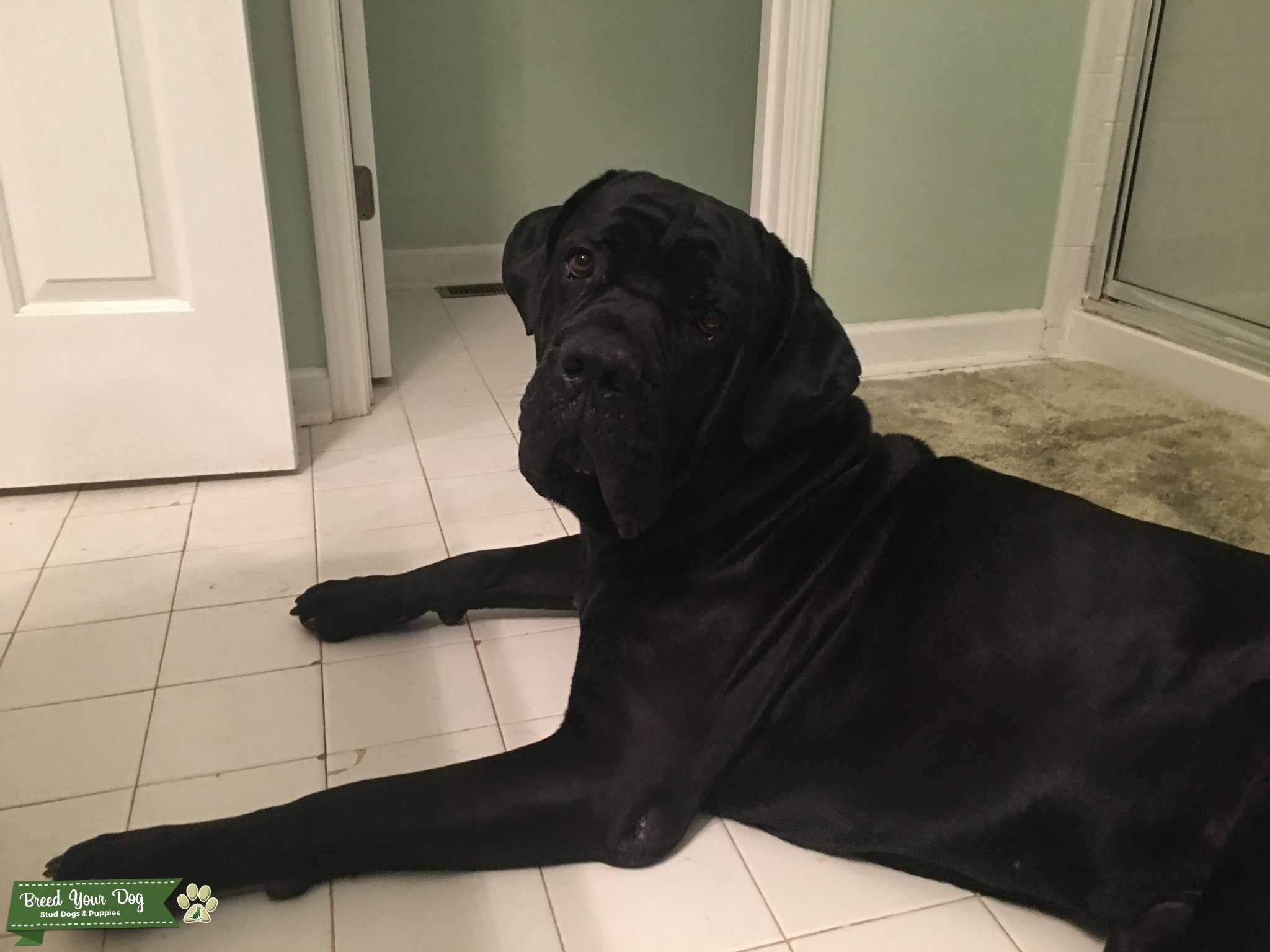 Beautiful large cane corso Stud Dog in Southeast, the United States Breed Your Dog