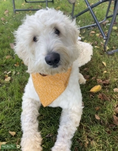 Goldendoodle  Listing Image