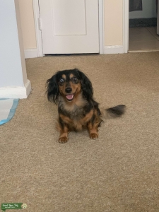 Looking to breed with a bitch Listing Image