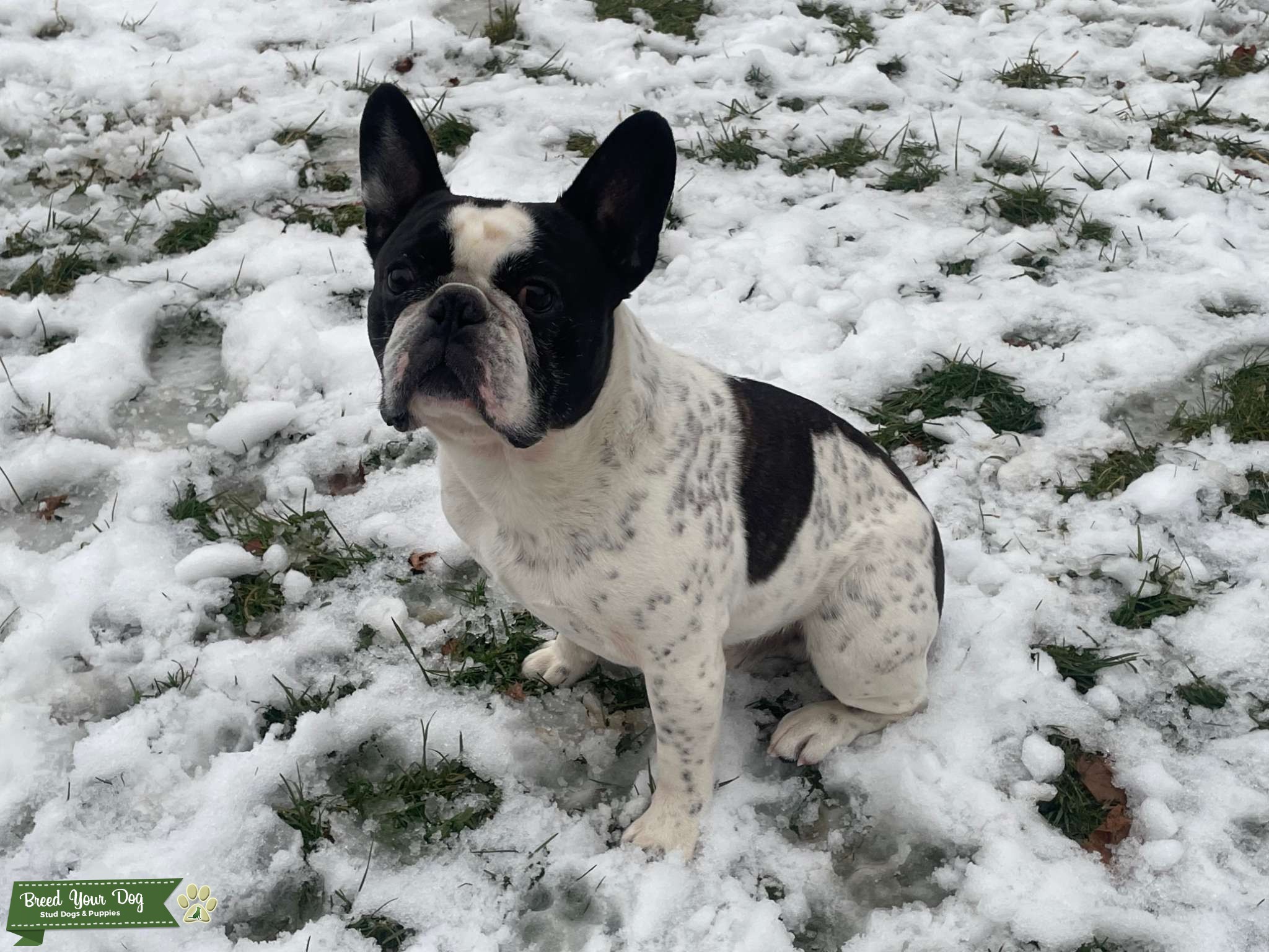 Pied French Bulldog Male Stud Dog in PA, the United States Breed