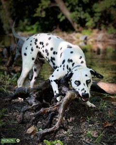 Dalmatian Stud Listing Image