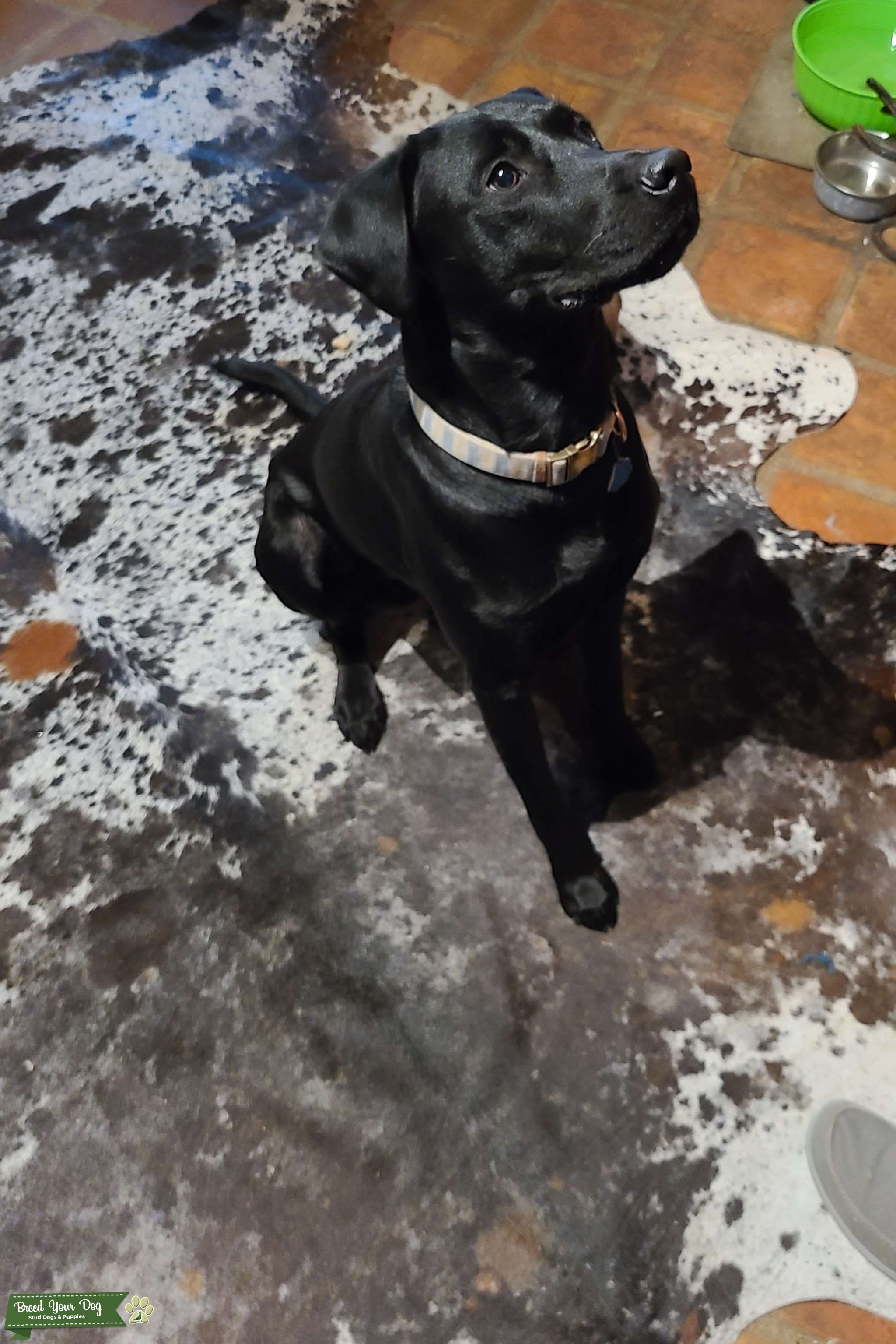 AKC black lab Stud Dog in Central Texas, United States Breed Your Dog