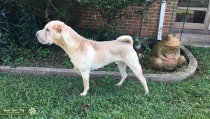 Cream Dilute Shar-Pei Listing Image