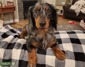 Mini dapple Dachshund  Listing Image