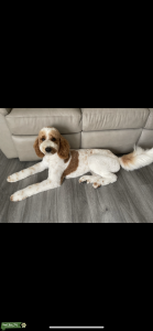 Medium Goldendoodle Parti Stud Listing Image