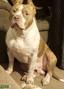 PrettyBoyBully for Stud Listing Image