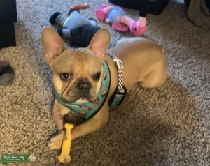 French Bulldog Listing Image