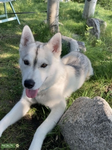AKC Siberian Husky Listing Image
