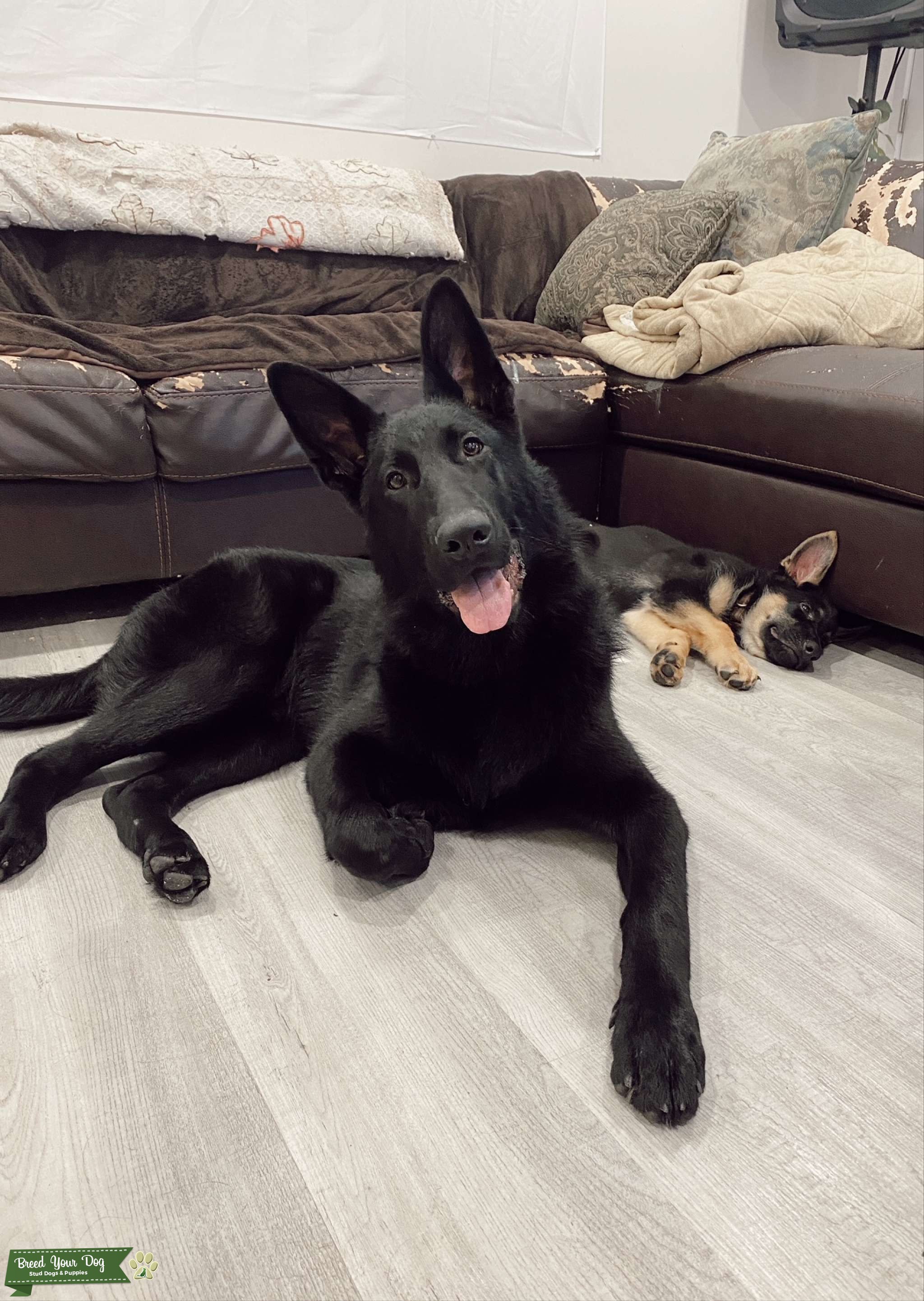 Rare Black Coat German Shepherd Stud Dog in Pennsylvania, the United