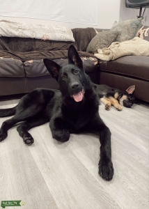 Rare Black Coat German Shepherd Listing Image
