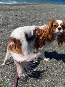 Cavalier King Charles Spaniel  Listing Image