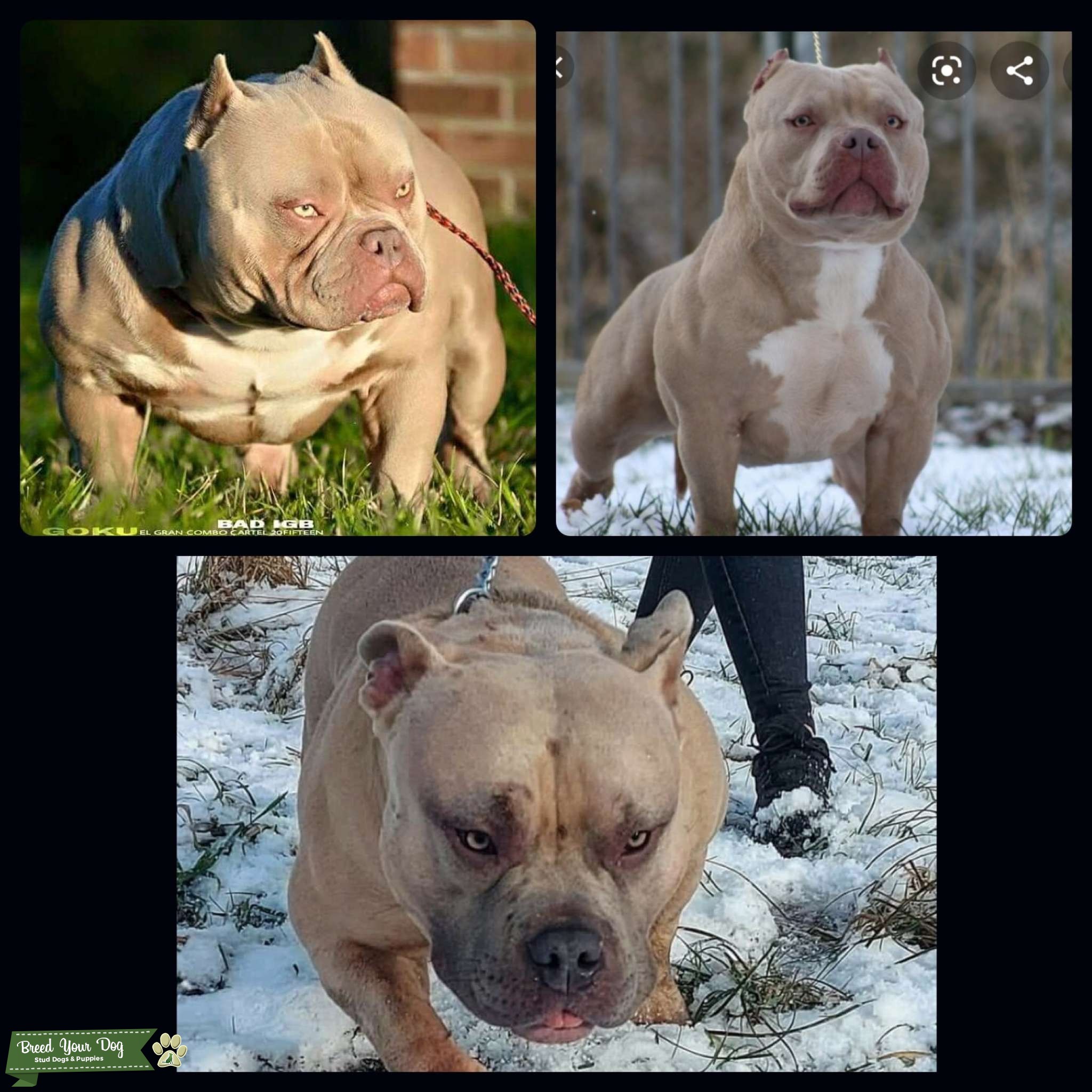 Stud service Stud Dog in Manchester , the United States Breed Your Dog