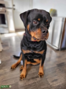 Rottweiler Male Stud Available Listing Image