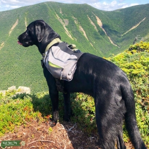 AKC Lab Listing Image
