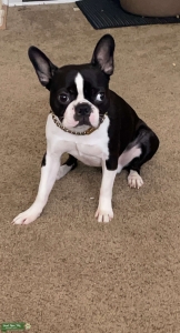 Looking for breed Listing Image