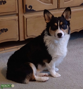 Pembroke Welsh Corgi for Stud Service Listing Image