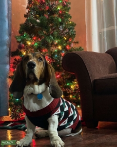 LOOKING TO BREED Listing Image