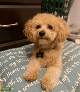 Golden Poodle Listing Image