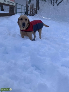 English Yellow Labrador  Listing Image