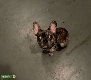 wire haired french bulldog