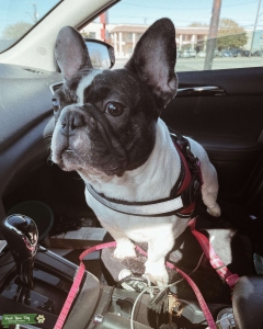 Looking to Breed with Female! Listing Image