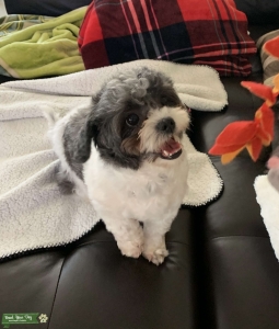 Looking for a shih zhu mix stud Listing Image