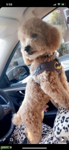 Malti poo Listing Image