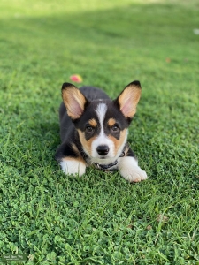 Tri Colored Corgi  Listing Image