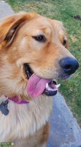 Golden Retriever Mix Listing Image