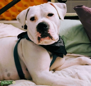 American Bulldog Listing Image