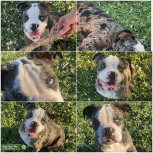 Zuki Purebred UKC Registered  Listing Image