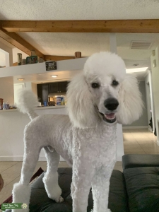 Standard poodle Listing Image
