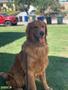 Golden Retriever  Listing Image