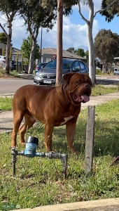 brown dogue de bordeaux Listing Image