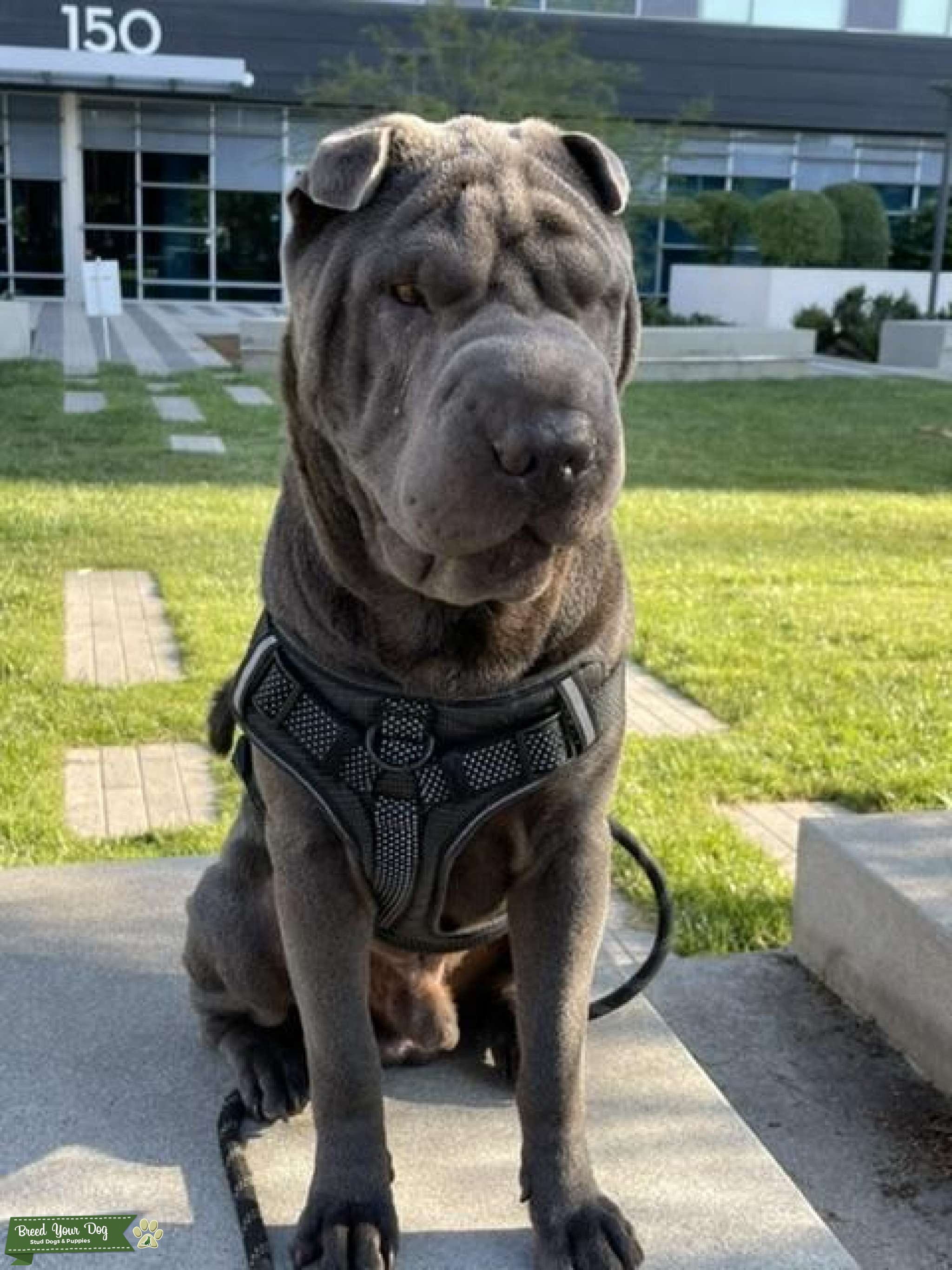 Blue Shar pei for stud service Stud Dog in California , United States