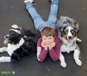 Blue merle  Listing Image
