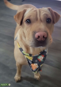 Beautiful Sharpei Beagle  Listing Image