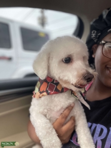 Looking for a female dog  Listing Image