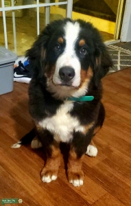 AKC Male Bernese Mountain Dog Listing Image