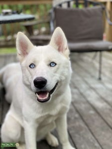 Southern NJ blue eyed girl all white  Listing Image