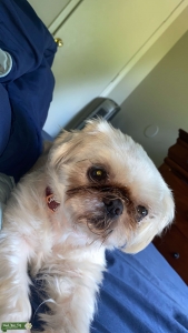 Shih Tzu Stud Listing Image