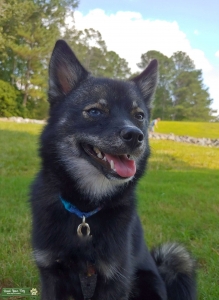 Handsome & Healthy Tricolor F2 Pomsky Blue Eye Listing Image