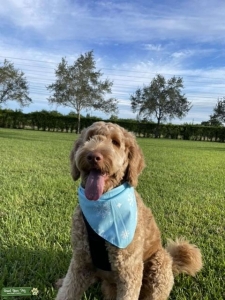 Green eyed Goldendoodle for stud Listing Image