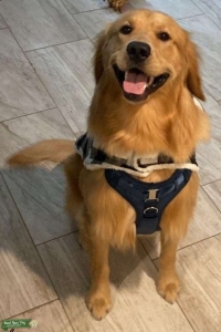 Male AKC Golden Retriever  Listing Image
