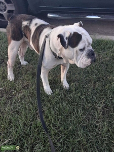 12th generation old English bulldog stud Listing Image