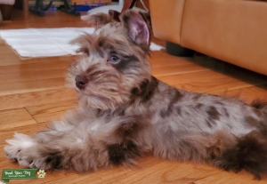 Mini Schnauzer Stud, Choc Merle green eyes Listing Image