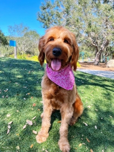 Red Female Labradoodle Listing Image