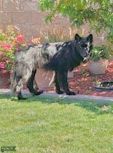 Wolf Stud Listing Image