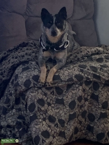 Beautiful Female Australian Cattle dog looking for male Listing Image